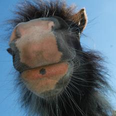 Shetlænder Nini. *Baby*