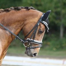 Welsh Partbred (Sec F) De Wijk's Aislin B PONY