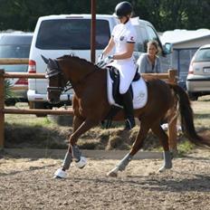 Welsh Partbred (Sec F) De Wijk's Aislin B PONY