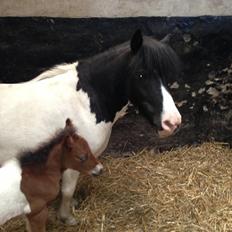 Shetlænder Piqinino 