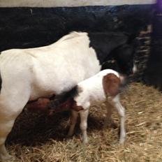 Shetlænder Piqinino 