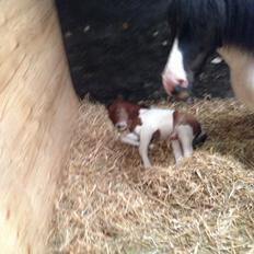 Shetlænder Piqinino 