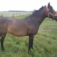 Anden særlig race Freja Ømarksgård