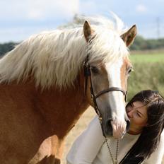 Tyroler Haflinger Aziz