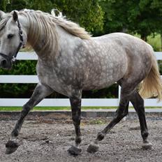 Pura Raza Española Maximus Z of Rohan