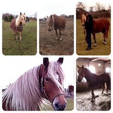 Anden særlig race Cha-Cha