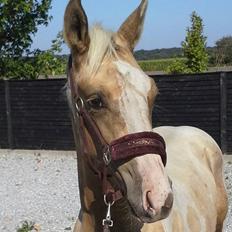 Anden særlig race Ironsmindes Knight Kiowa