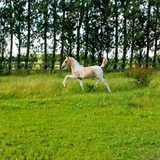 Anden særlig race Ironsmindes Knight Kiowa