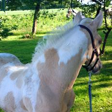 Anden særlig race Ironsmindes Knight Kiowa