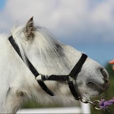 Dansk Miniature Katrinesmindes Perhaps Love aka. Happy - RIP