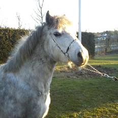 Welsh Mountain (sec A) Fakla Cati