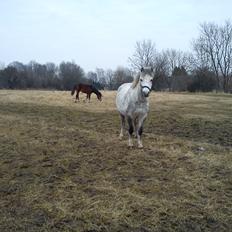 Welsh Mountain (sec A) Fakla Cati