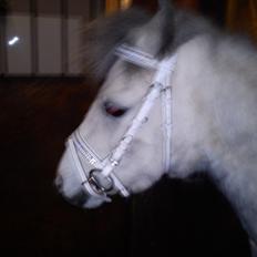 Welsh Mountain (sec A) Fakla Cati