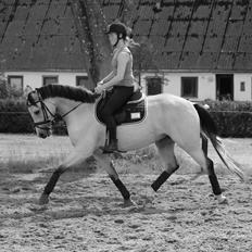 DSP Miss Midina Højgård