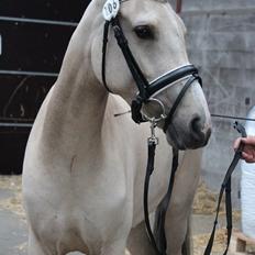 DSP Miss Midina Højgård