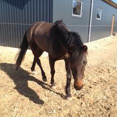 Welsh Pony (sec B) both,s Comtesse Allaine  (Baby) 