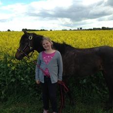 Welsh Pony (sec B) both,s Comtesse Allaine  (Baby) 