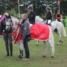 Anden særlig race MR. B - A Pony