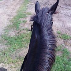 Dansk Varmblod Lukas (tidligere hest) 