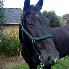 Dansk Varmblod Lukas (tidligere hest) 