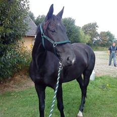 Dansk Varmblod Lukas (tidligere hest) 