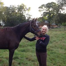 Dansk Varmblod Baunehøjens Samour