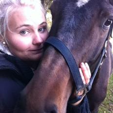 Dansk Varmblod Baunehøjens Samour