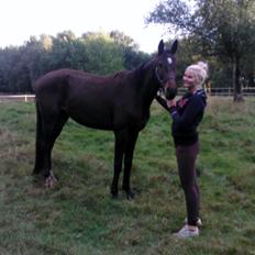 Dansk Varmblod Baunehøjens Samour