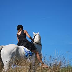 Irsk Sportspony Rahscanlon Lad  - White beauty -