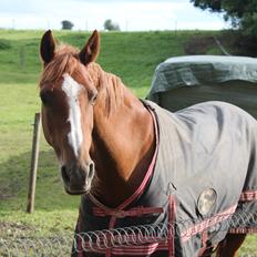 Anden særlig race Chanell 