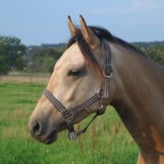 Palomino Suna's Golden Treasure