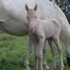 Palomino Elwood Blues