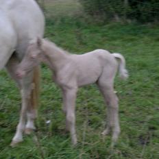 Palomino Elwood Blues