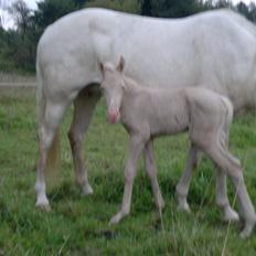 Palomino Elwood Blues