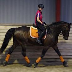 Anden særlig race Sputnik (Sprutte)