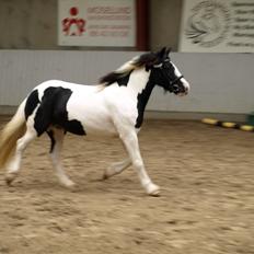Tinker Egely's Nala