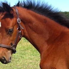 Dansk Varmblod Zascha Engel