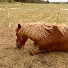 Islænder Frigg fra Thorsgaard