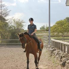 Dansk Varmblod Zamarit Engel