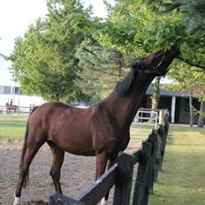 Dansk Varmblod Zamarit Engel