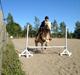 Haflinger Navaro Aflivet