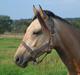 Palomino Suna's Golden Treasure