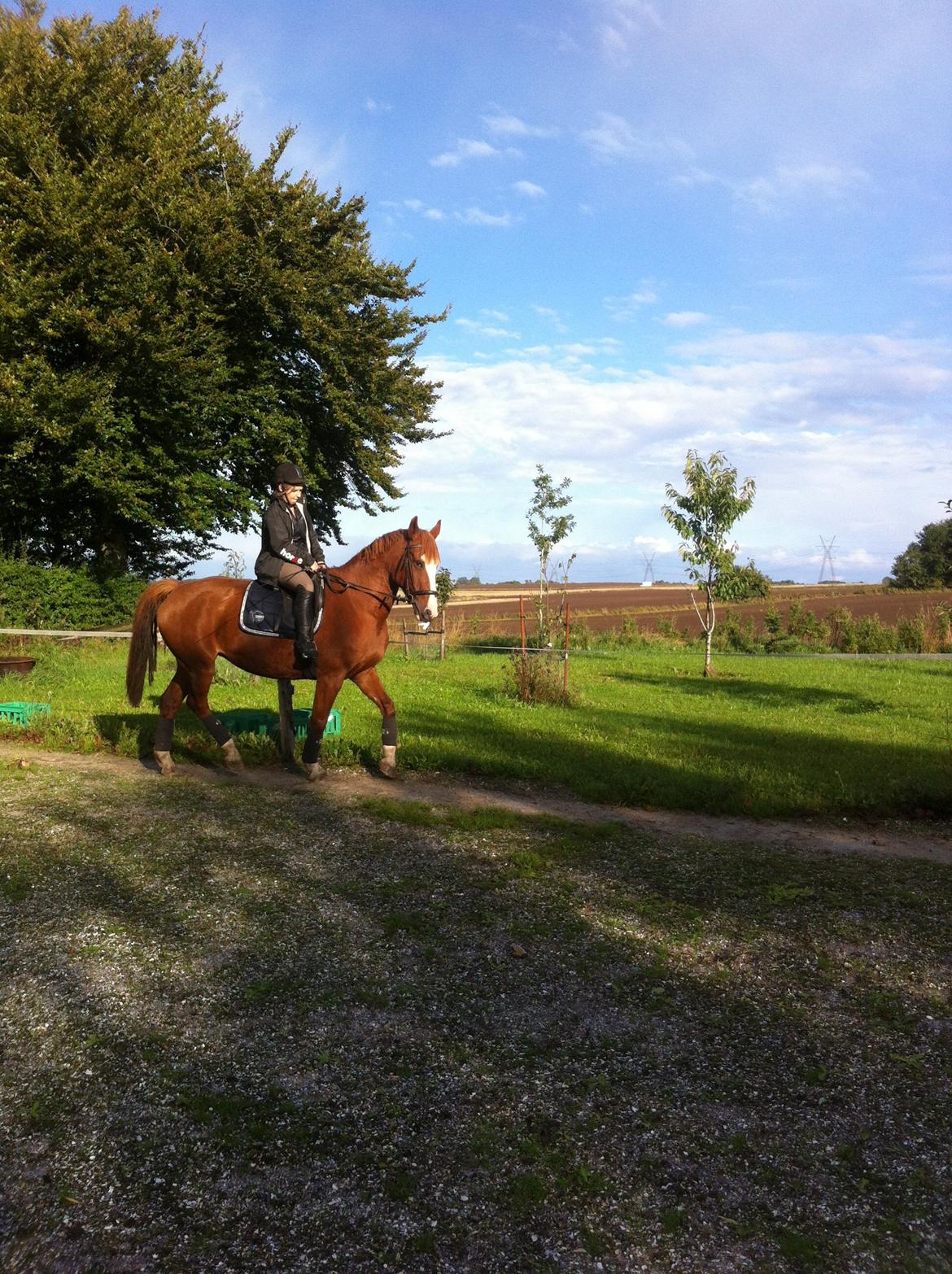 Anden særlig race Isabella (Issa) <3 Solgt :'( billede 22