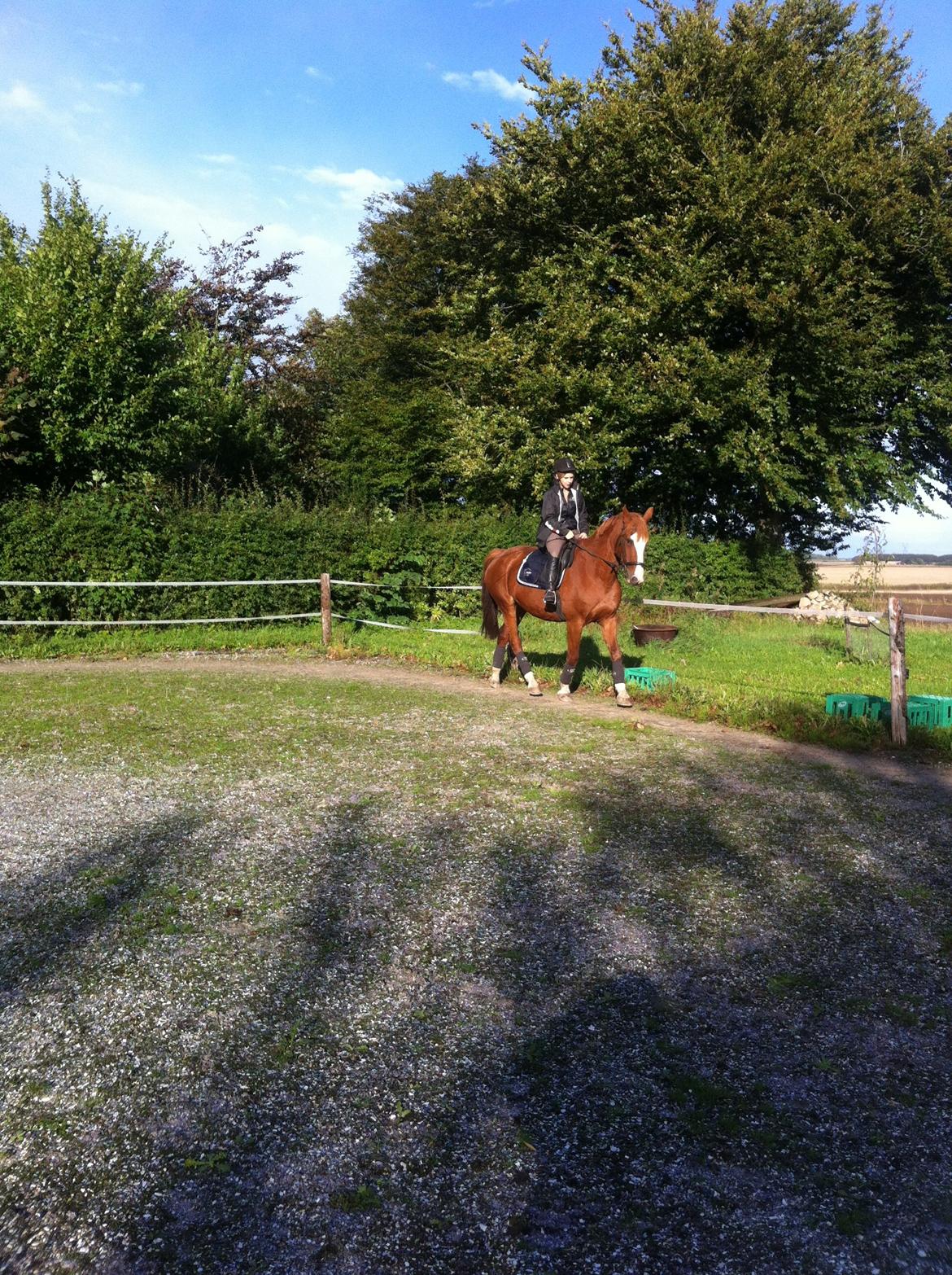 Anden særlig race Isabella (Issa) <3 Solgt :'( billede 21