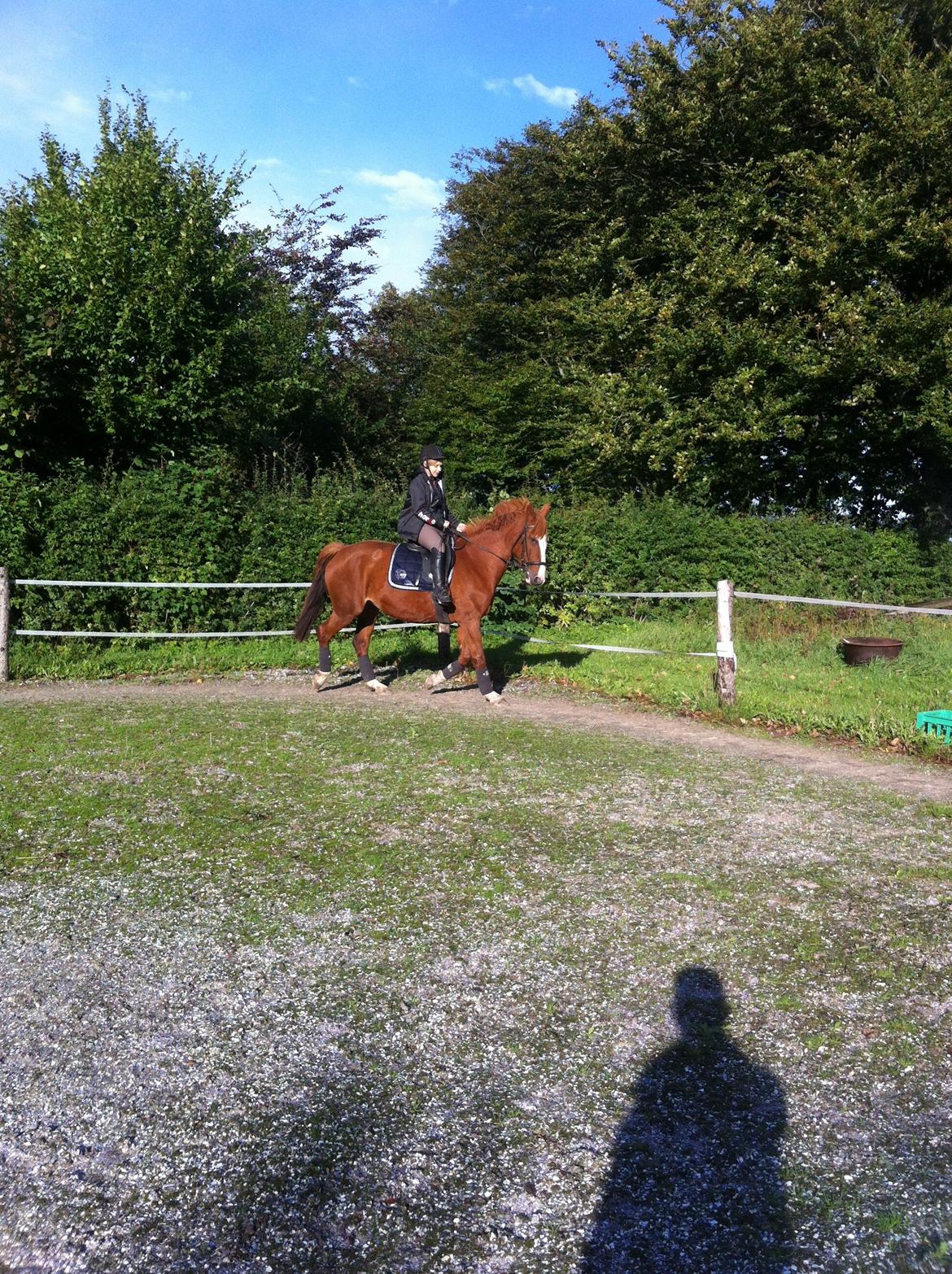 Anden særlig race Isabella (Issa) <3 Solgt :'( billede 15