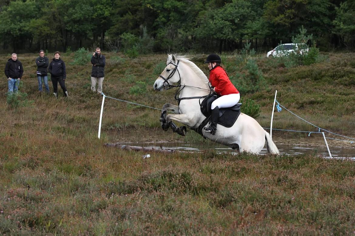 Fjordhest Højgaards Hjalte - Op af vandet i Kompedal 2013 billede 14