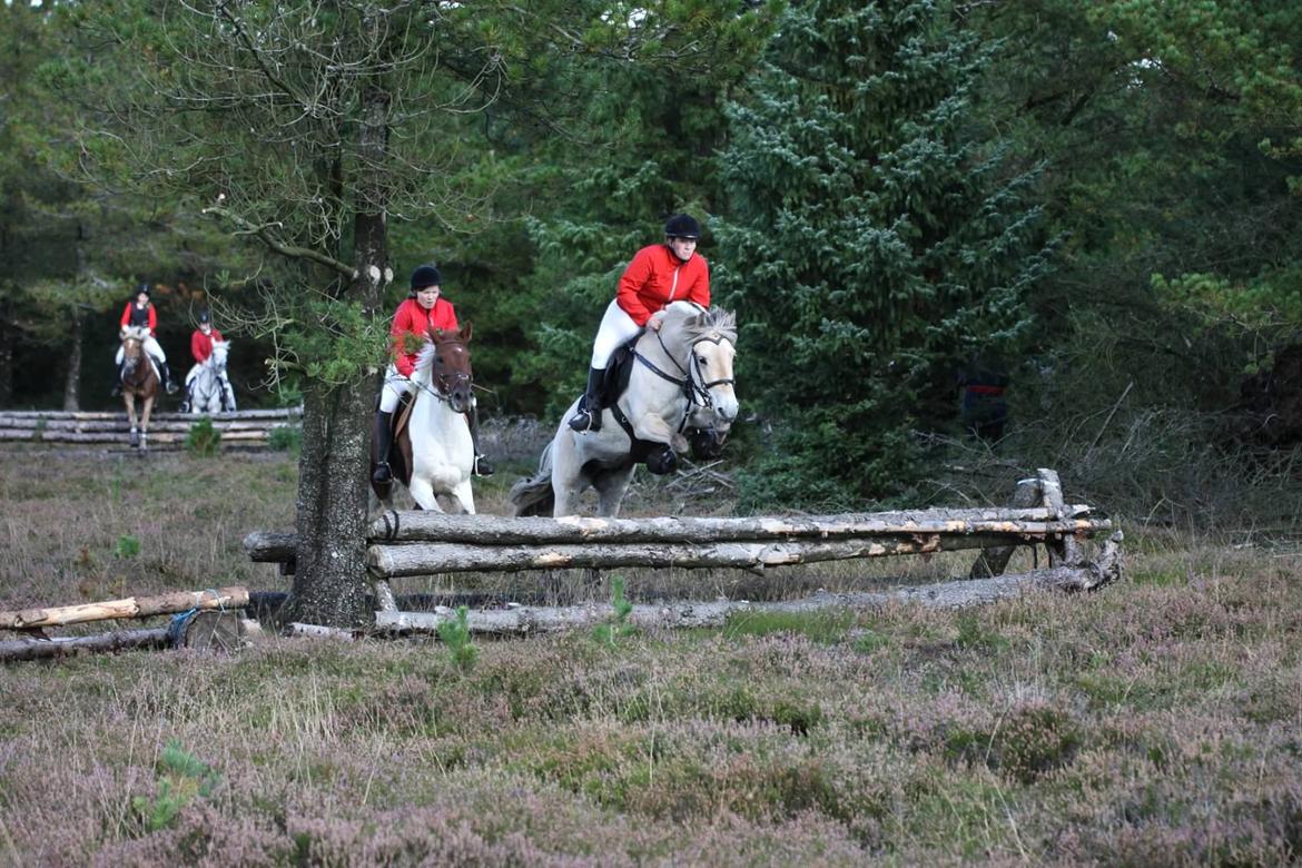 Fjordhest Højgaards Hjalte - Flyvende pony :D 
Kompedal 2013 - vores første rigtige jagt :D billede 15