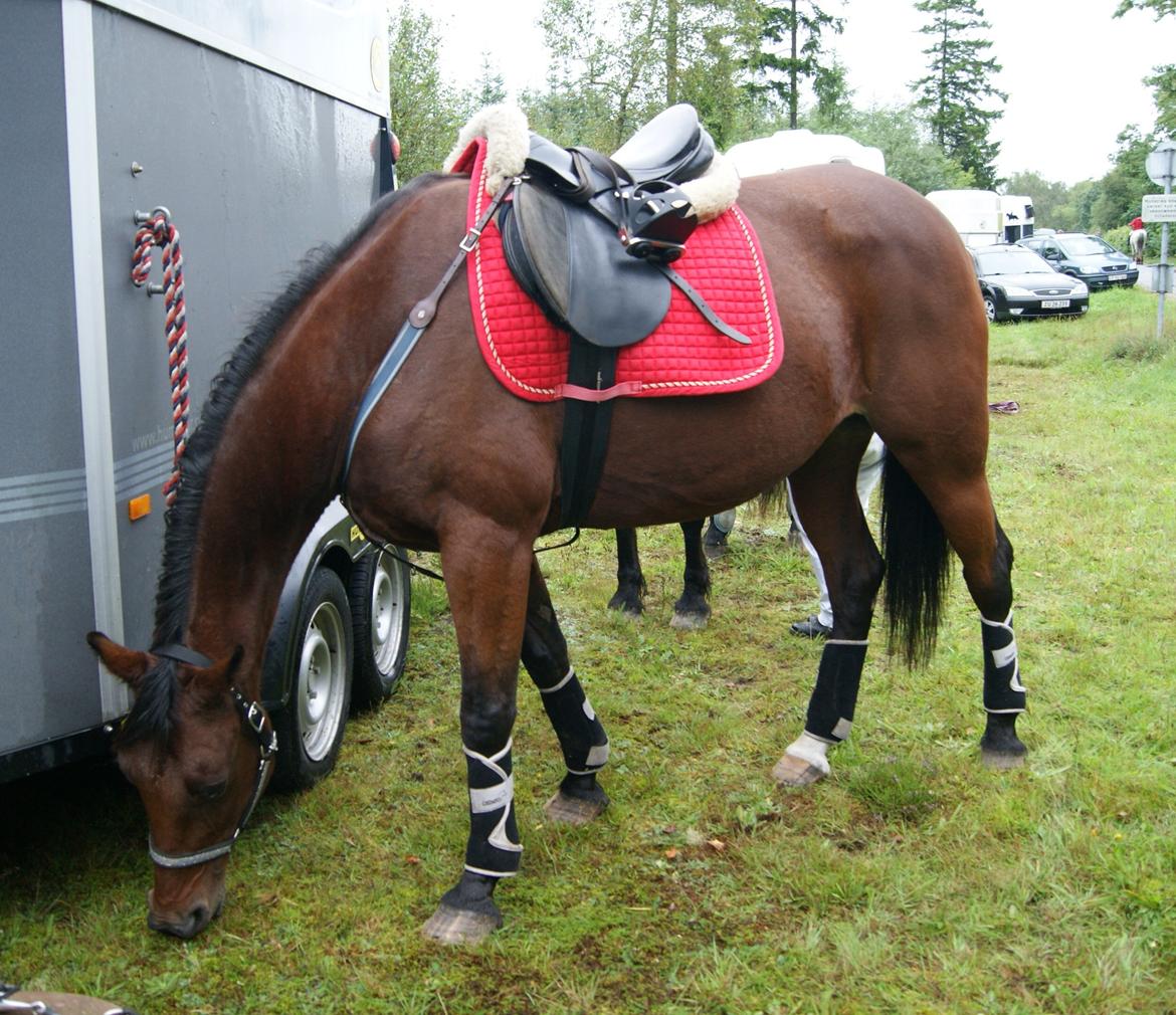 Anden særlig race Molly billede 3