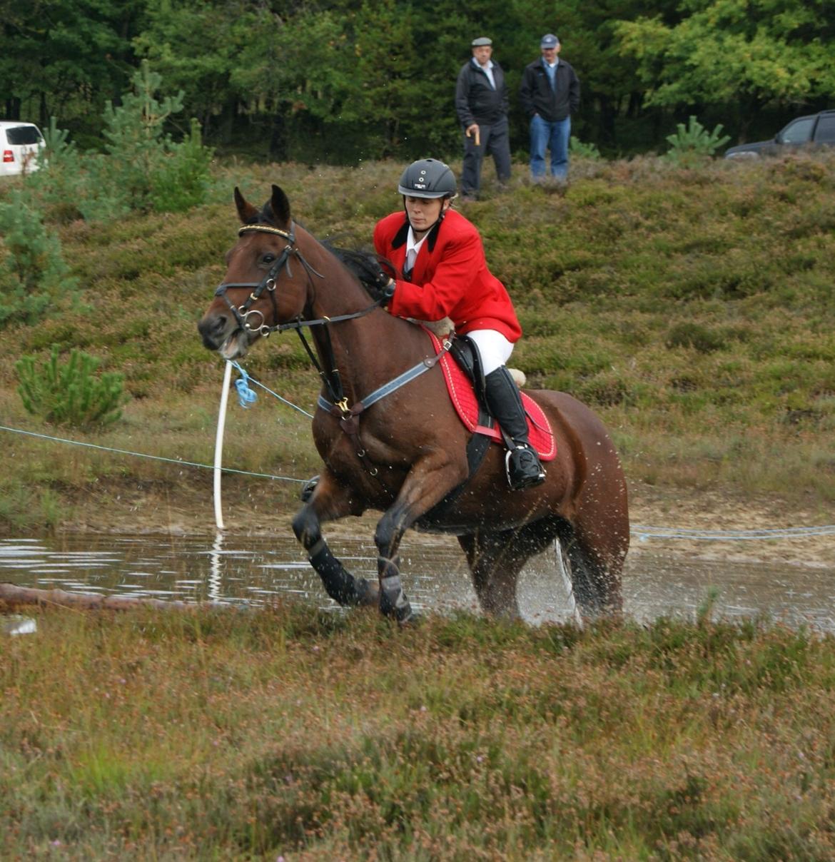 Anden særlig race Molly billede 6