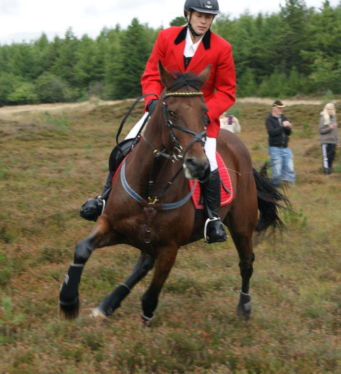 Anden særlig race Molly billede 7